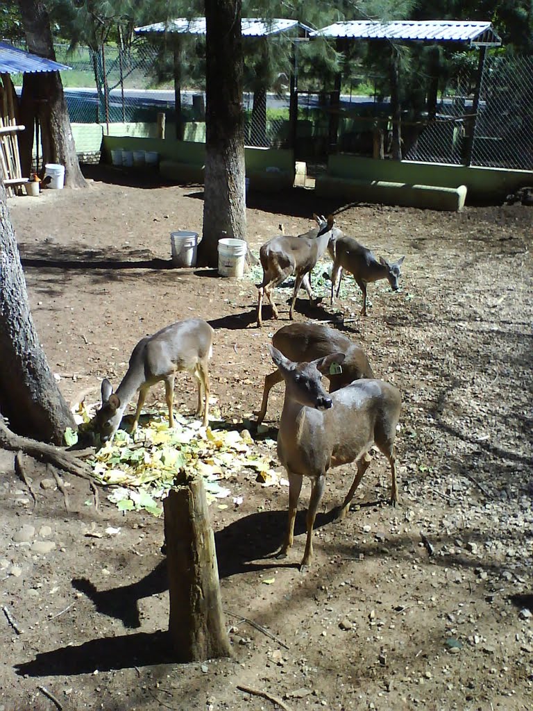 venados en la alberca el molino