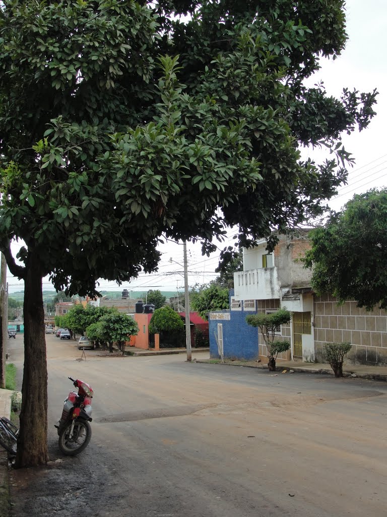 Un arbol de pingûica