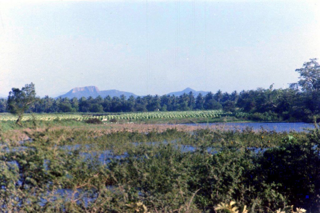 Paisaje tecualeño