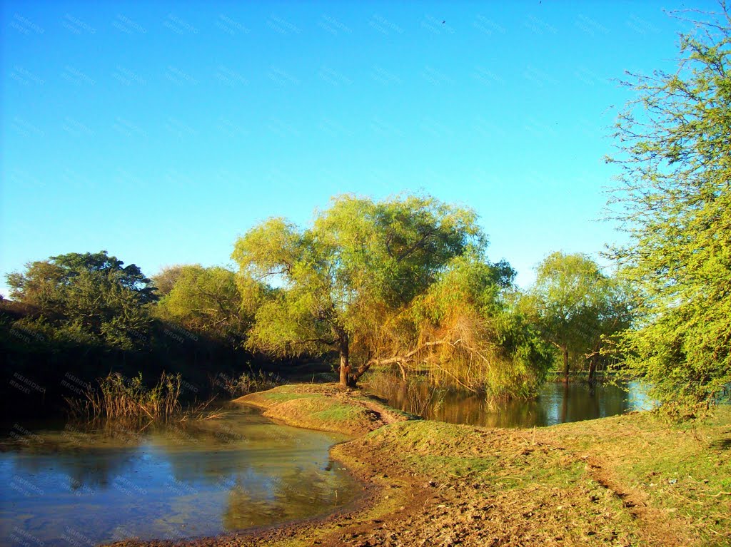 Pantano