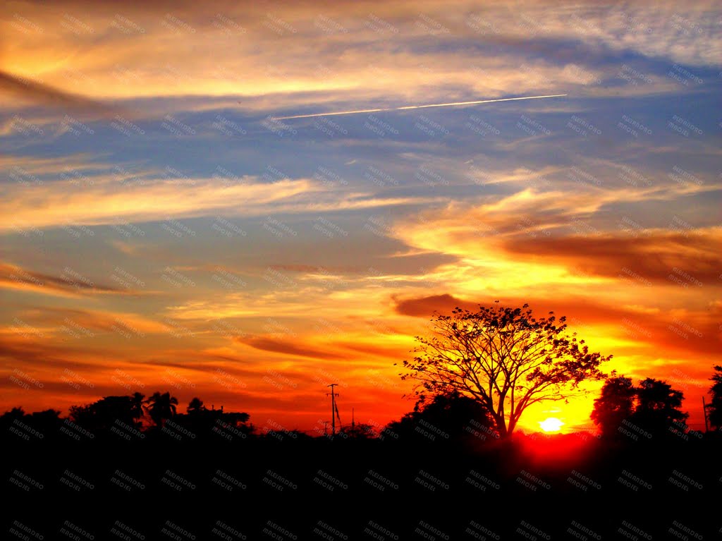 Colores