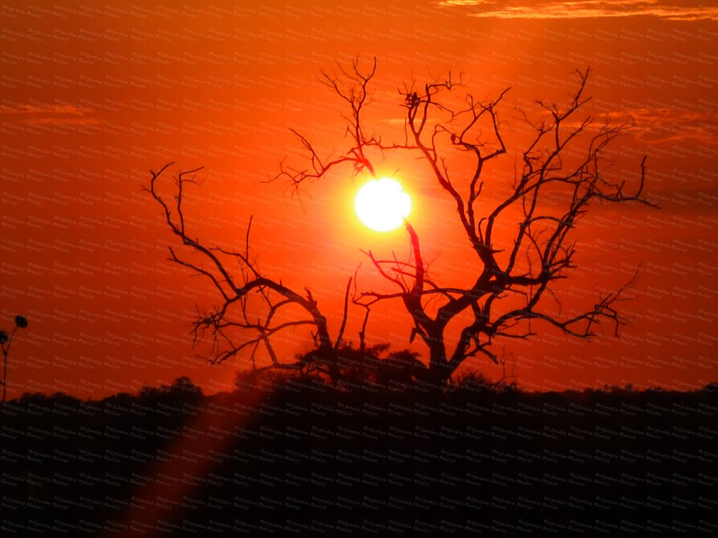 Orange Sun