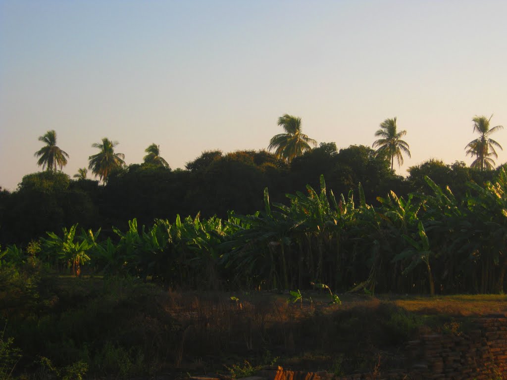 Huertas en El Filo, Nayarit