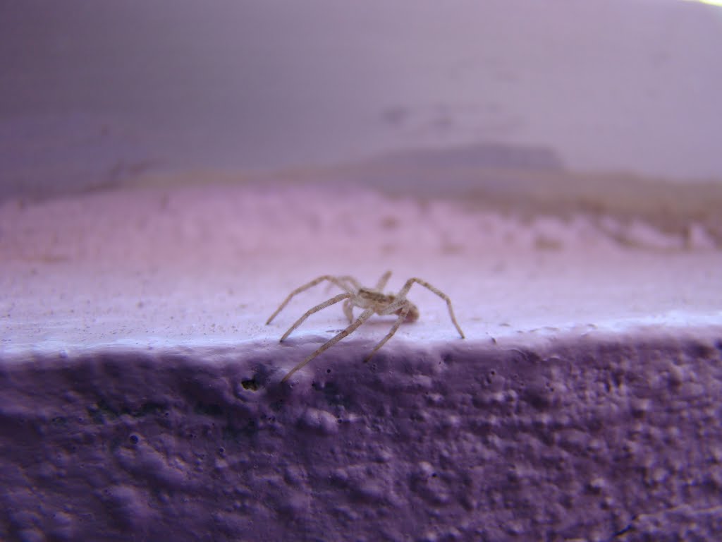 Spider
