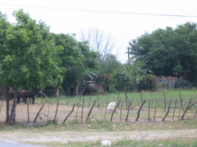 Carretera 85  Linares 5
