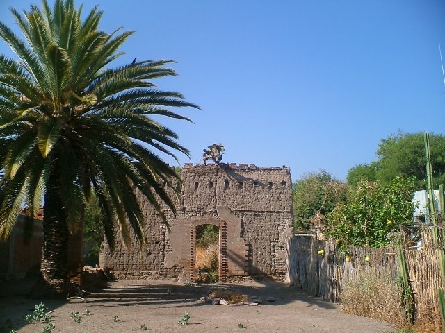 Nopal arriba de antigüo muro de de casa de adobe