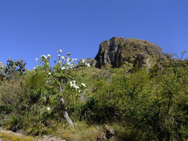 tlacolula