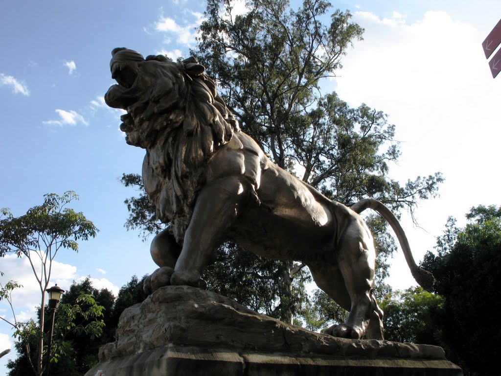 León en el parque el Llano