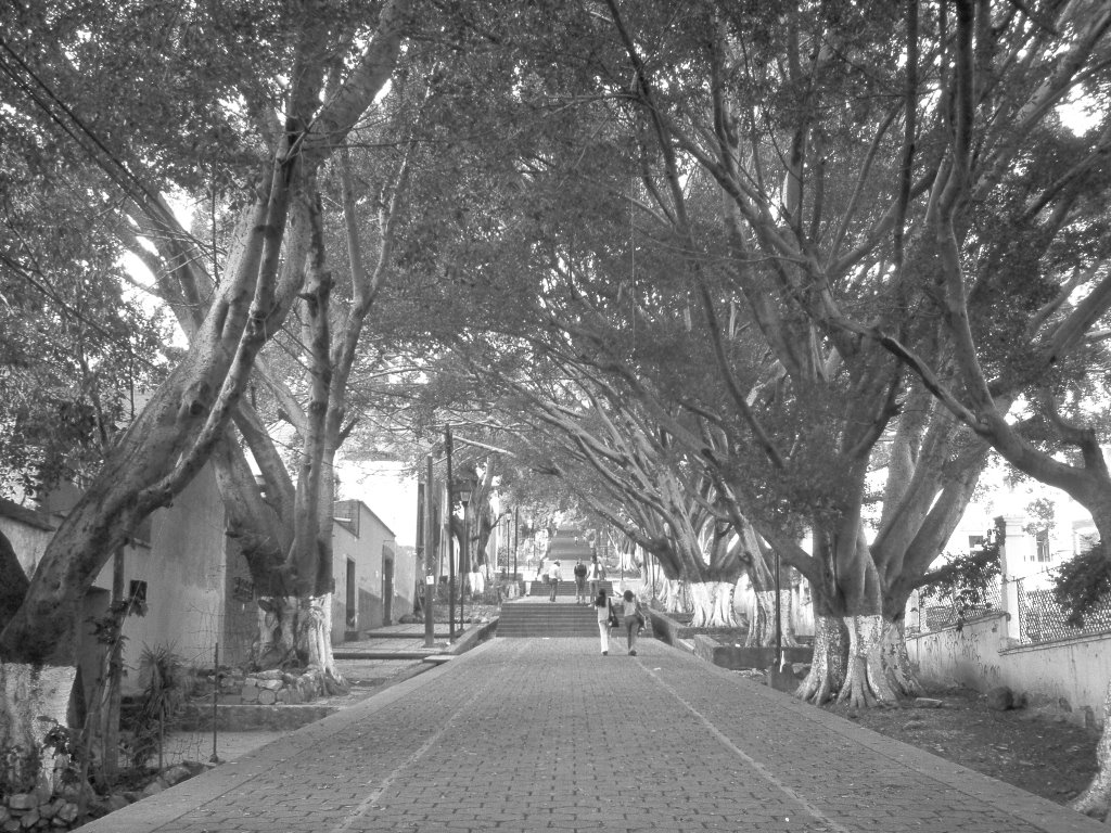 Calle al Cerro del Fortín, Oaxaca