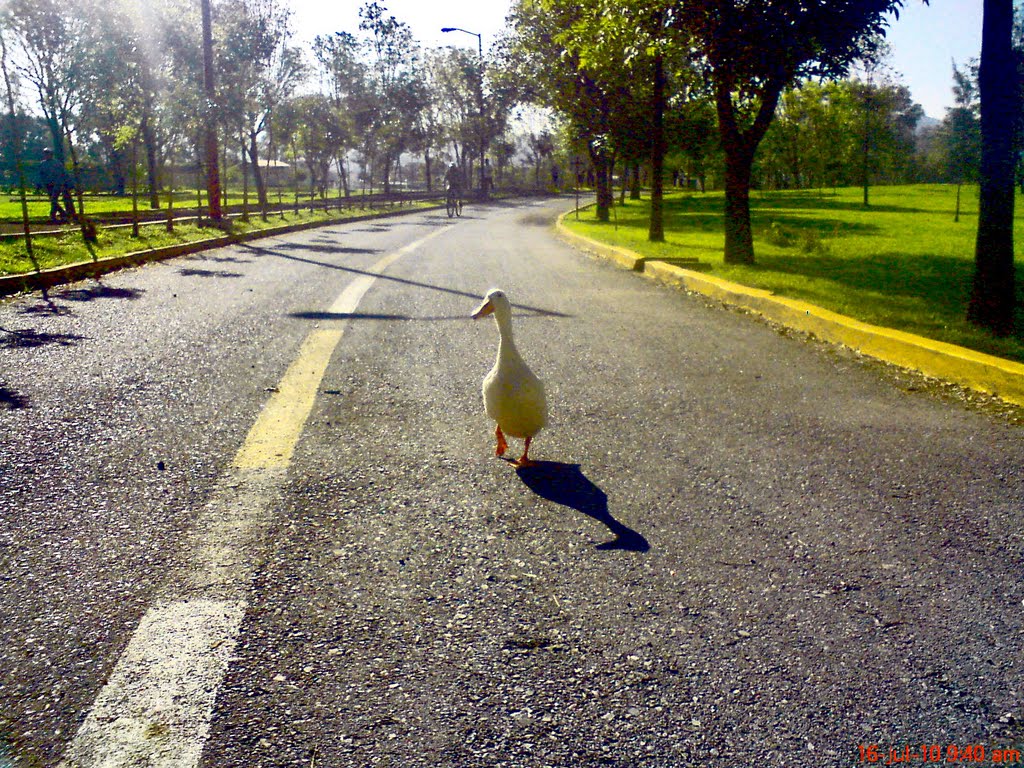 Pato deportista (Parque Ecologico, Puebla, Mexico )