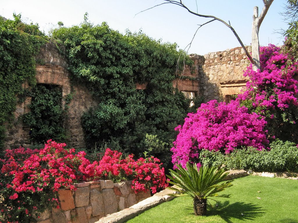 Colourful flowers in the garden of church ruins