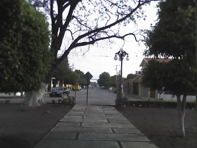 Jacarandas