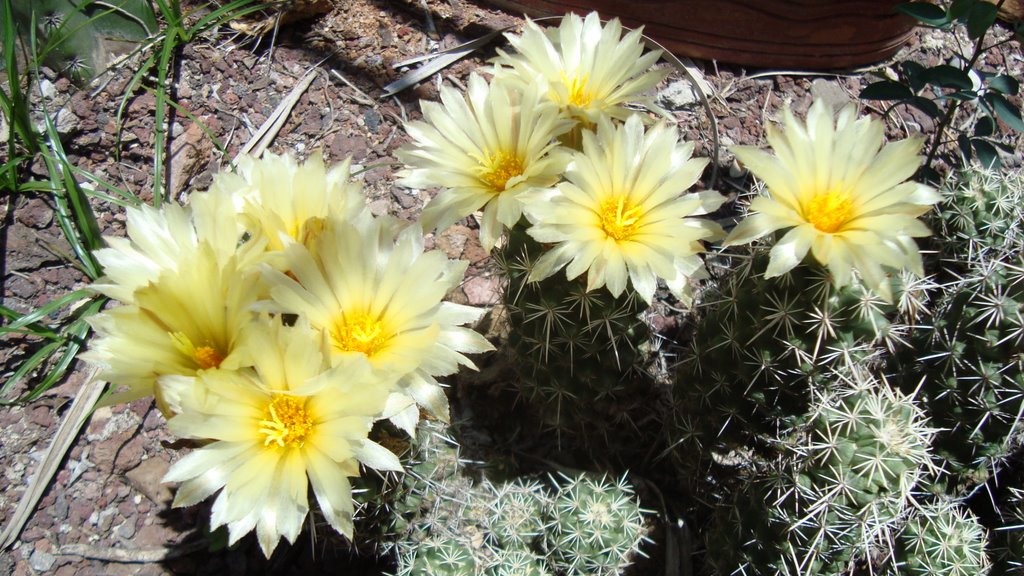 cactacea  coriphantha erecta