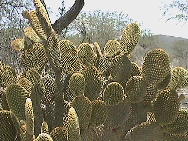 Cactus Opuntia rufida