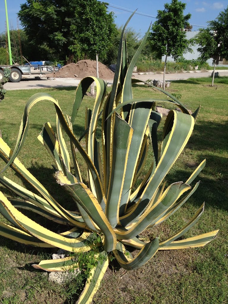 Agave americana marginata
