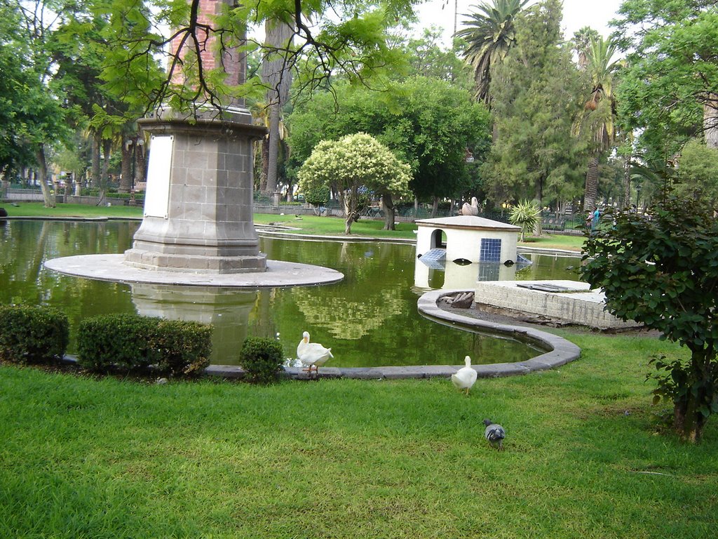 오리 두마리 Centro Park at San Luiis Potosi
