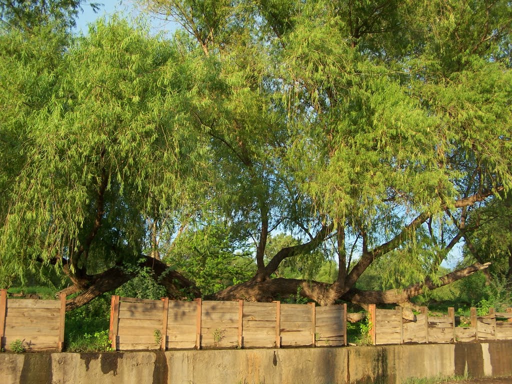 SINALOA DE LEYVA