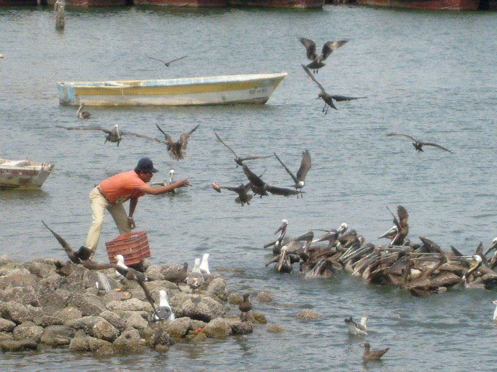 Dando de comer a las aves marinas