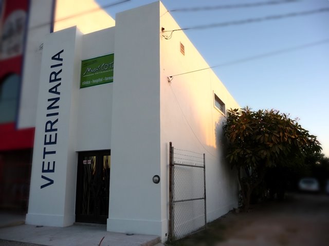 MasCota Veterinaria Navojoa