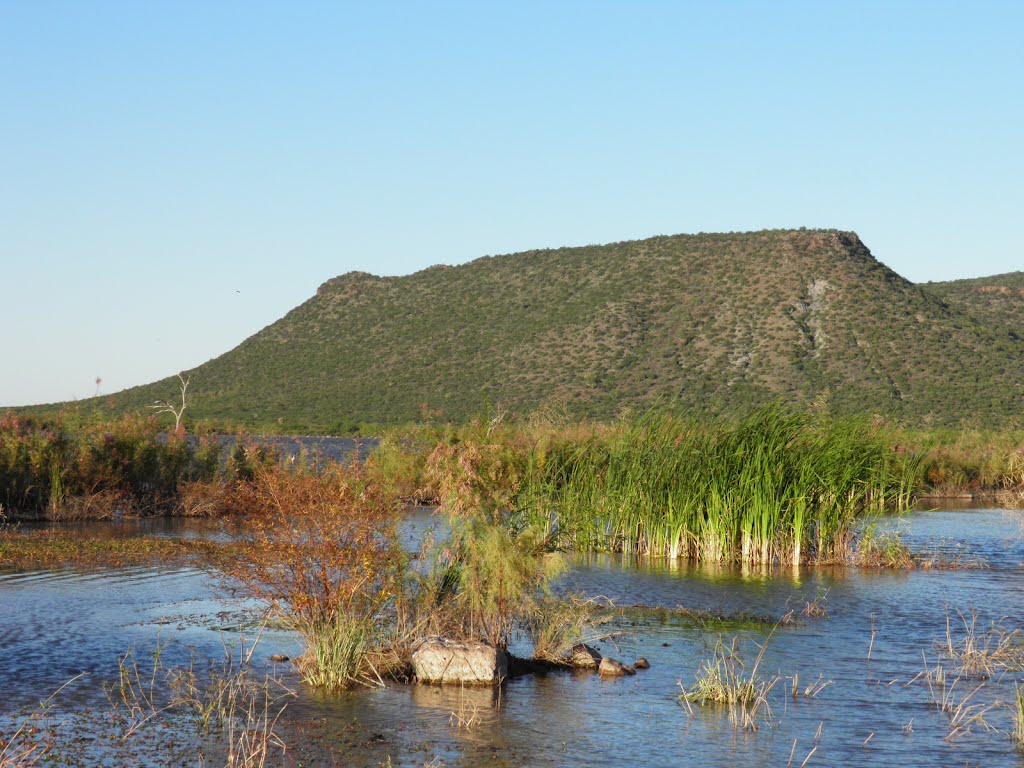 Swamp, Southern Sonora, México