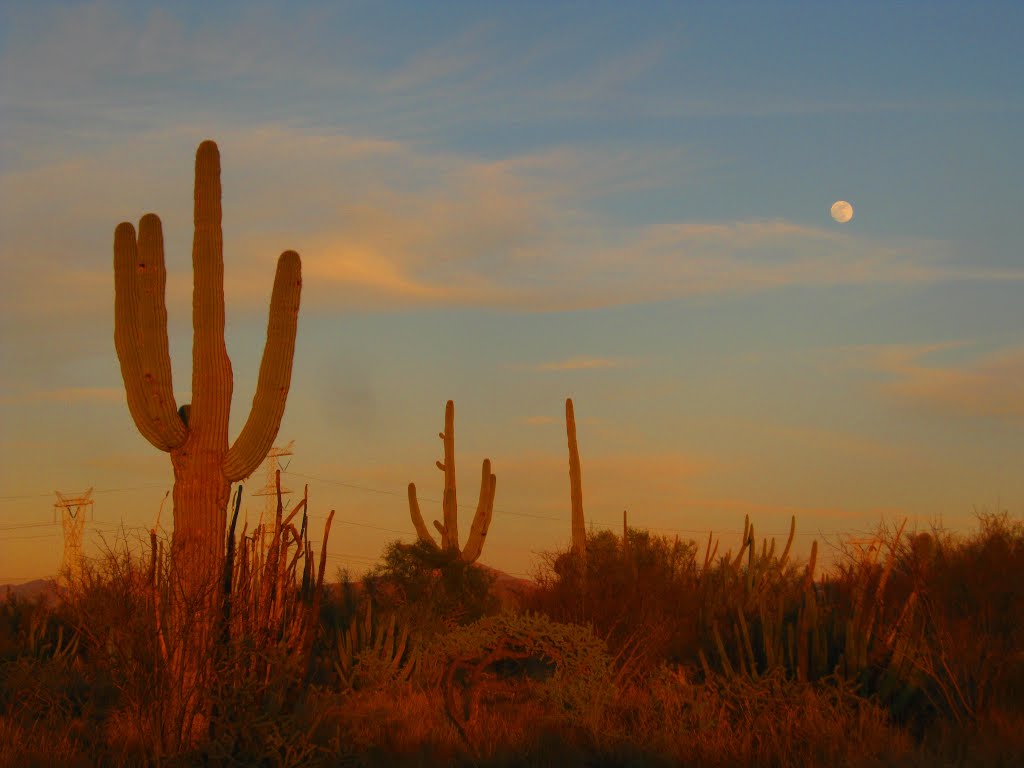 Luna llena sobre el monte de sahuaros (Carnegiea gigantea) y pihayas (Stenocereus thurberii)