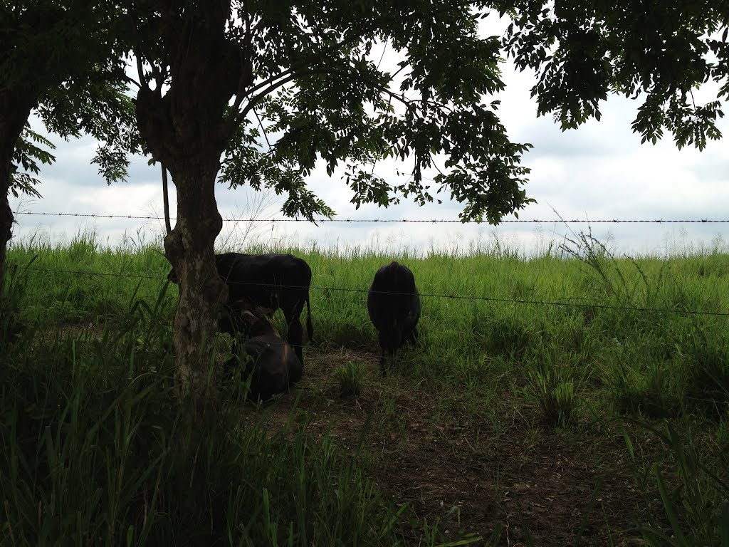 vacas