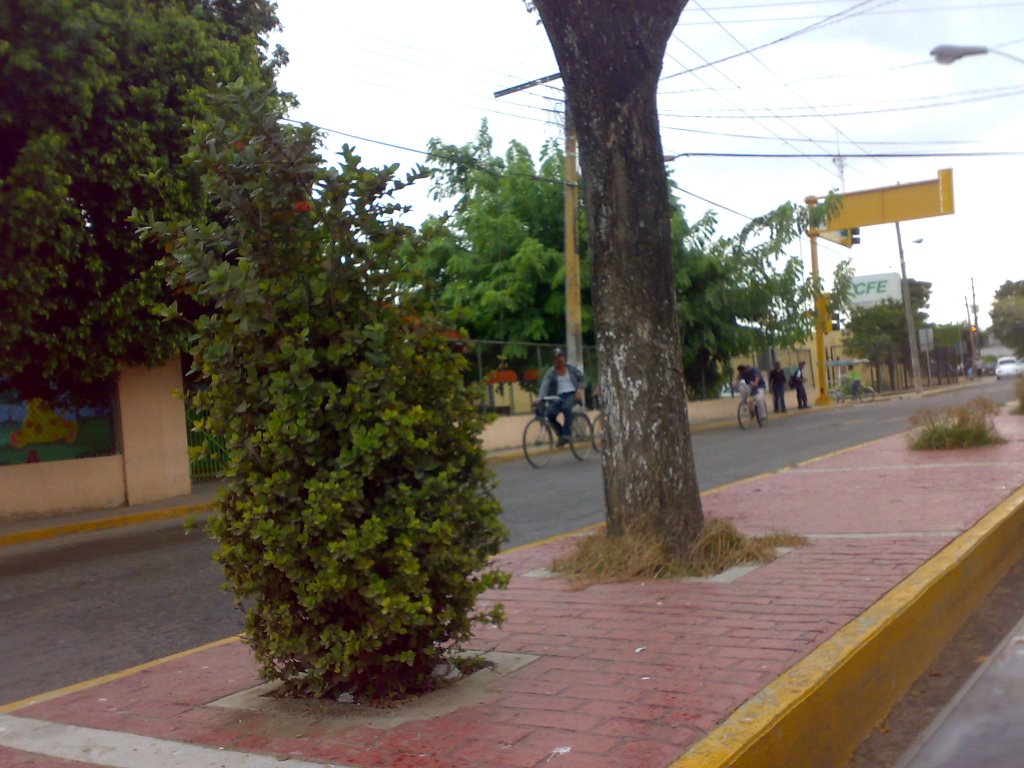 Avenida Alatorre por el semaforo