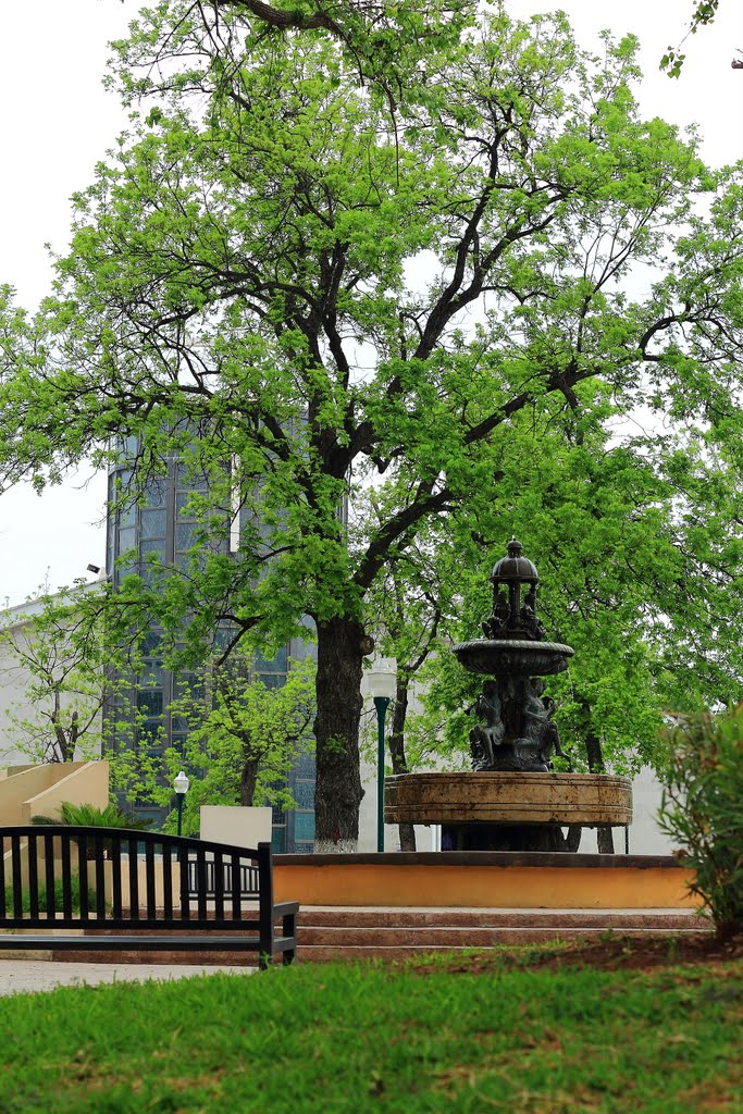 Nogal de la Iglesia