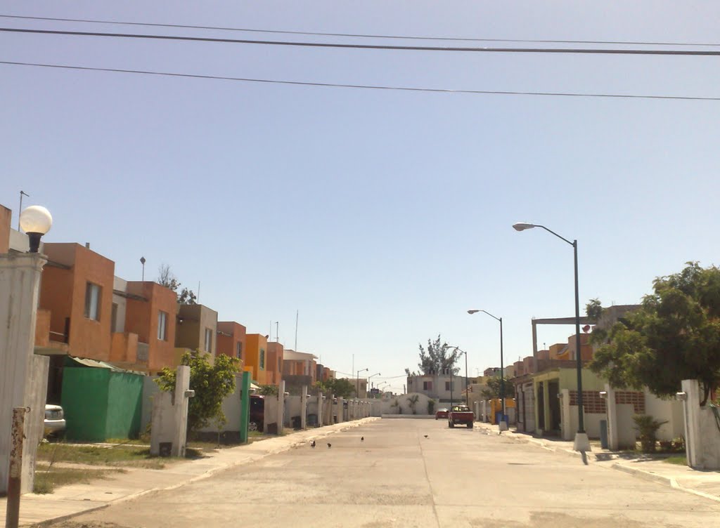 Calle lobina