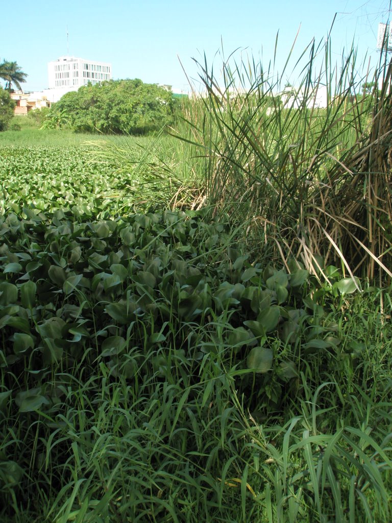 Vegetacion a orillas de la laguna del Chariel