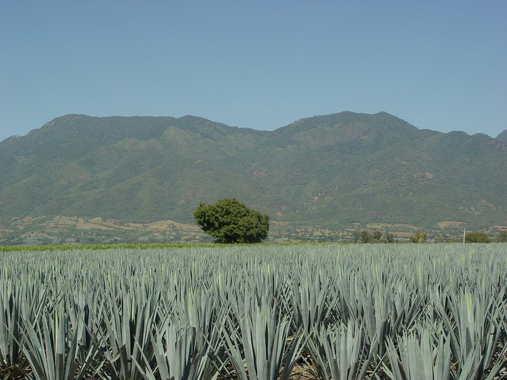 Cerro de Ameca