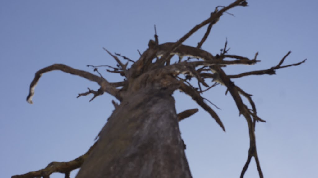 Arbol seco  Arandas Jal. México