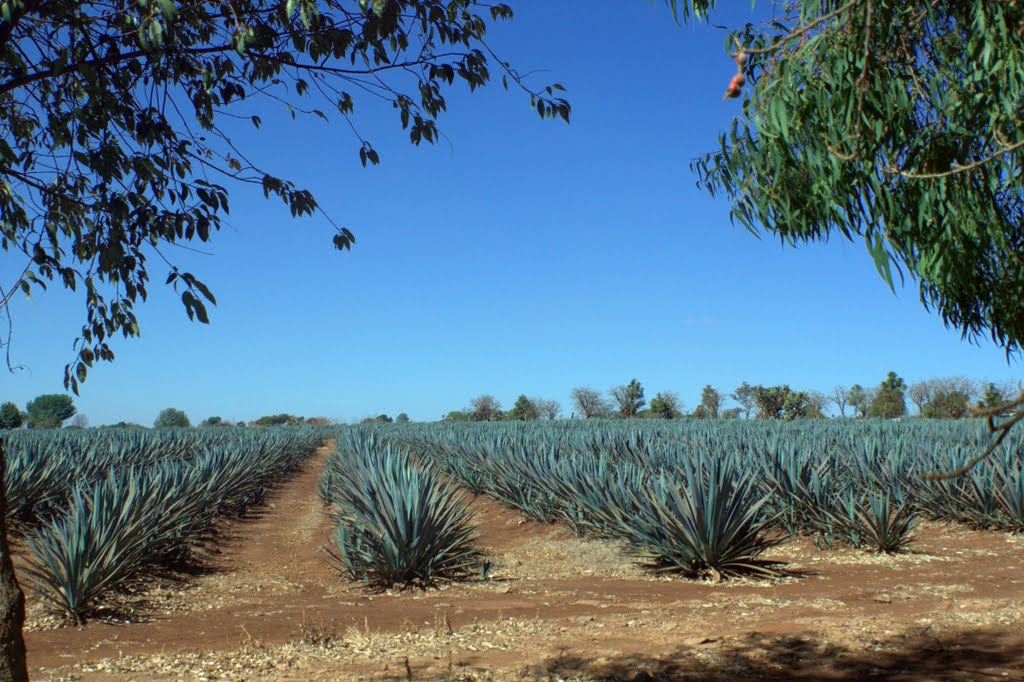 Agave (Mescalillo)