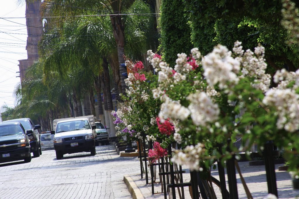 Arandas centro Mexico flores