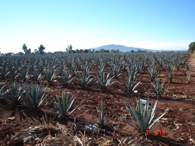 Paisaje Agavero, Arandas Jalisco