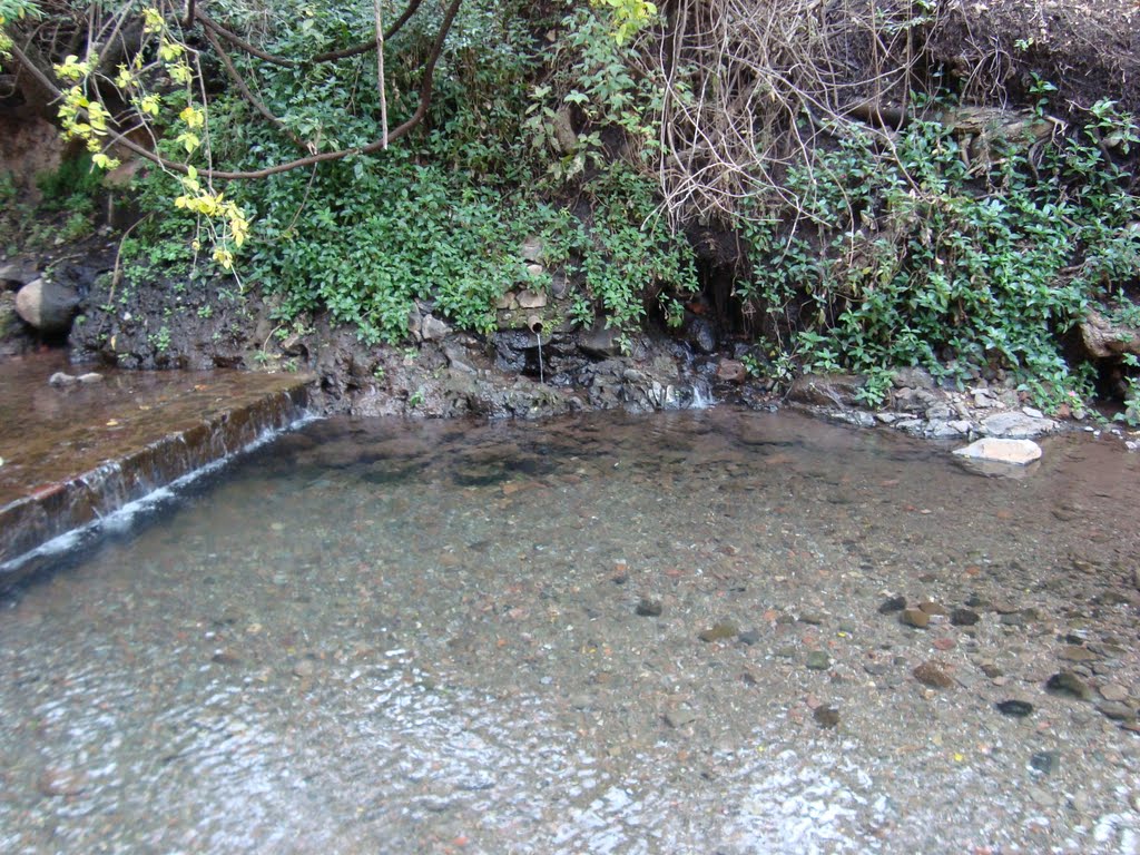 taretan agua