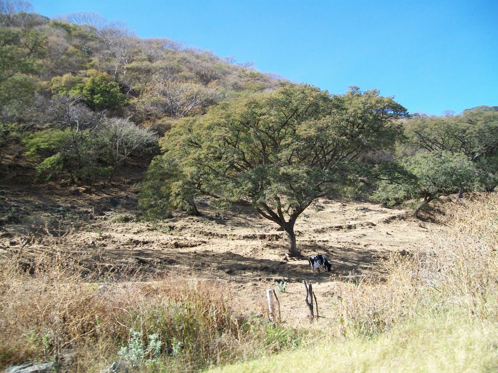 Vacas en cerro del Libramiento Atotonilco