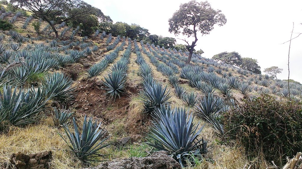Paisaje agavero de los altos de Jalisco