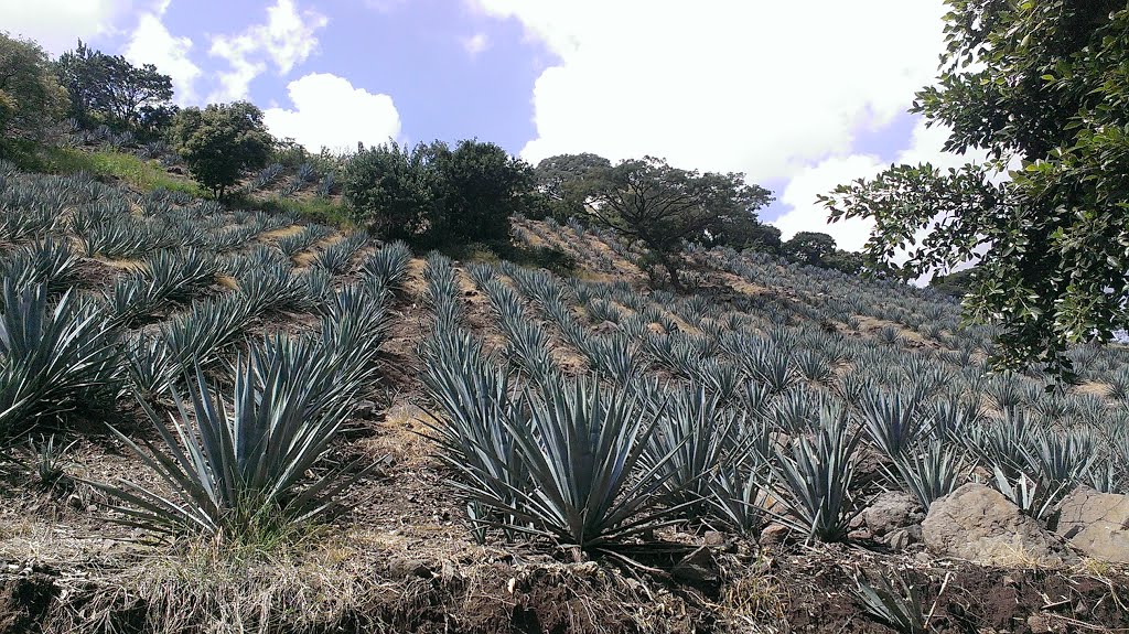 Paisaje agavero de Jalisco