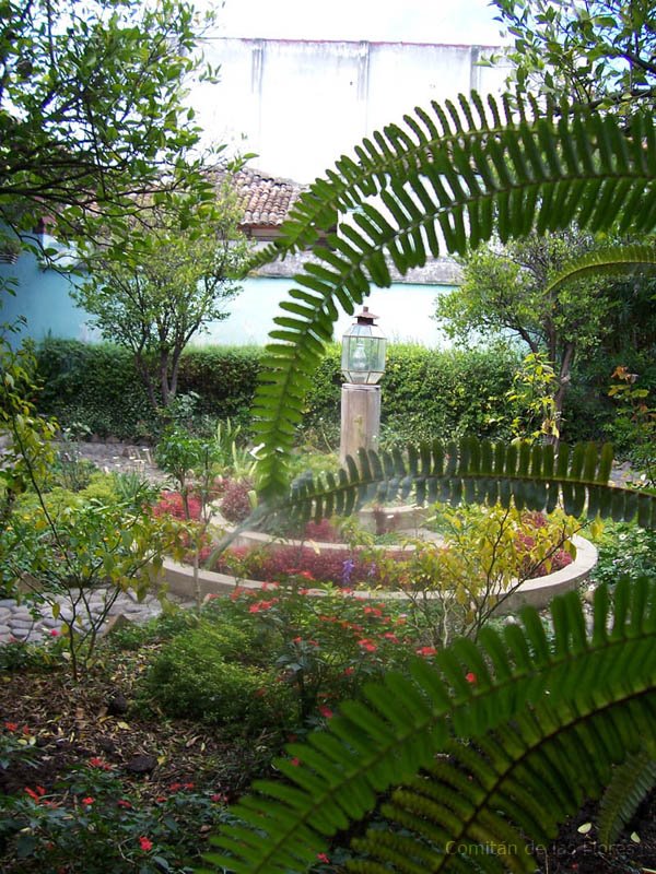 Jardin, Casa Museo Dr. Belisario Dguez.