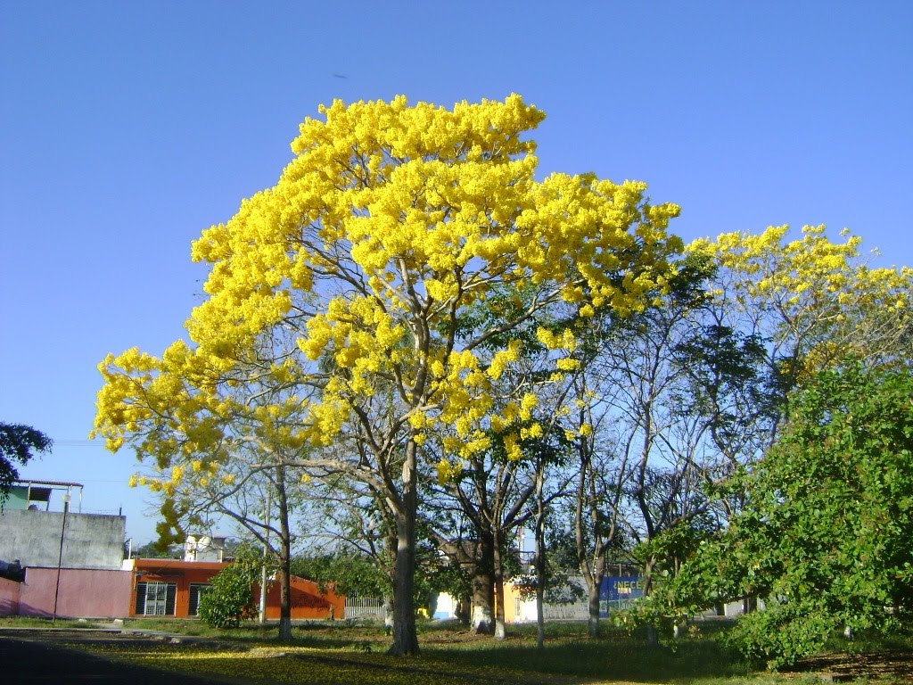 Arbol de Primavera (Estacionamiento de la Unidad Administrativa)