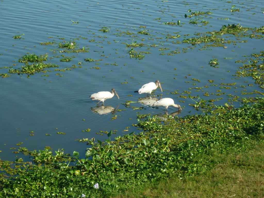 Aves Silvestres