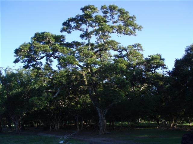 Árbol