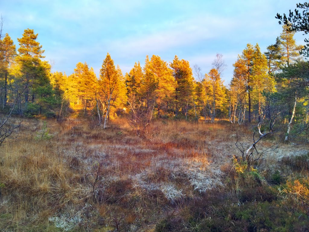 Molde marka