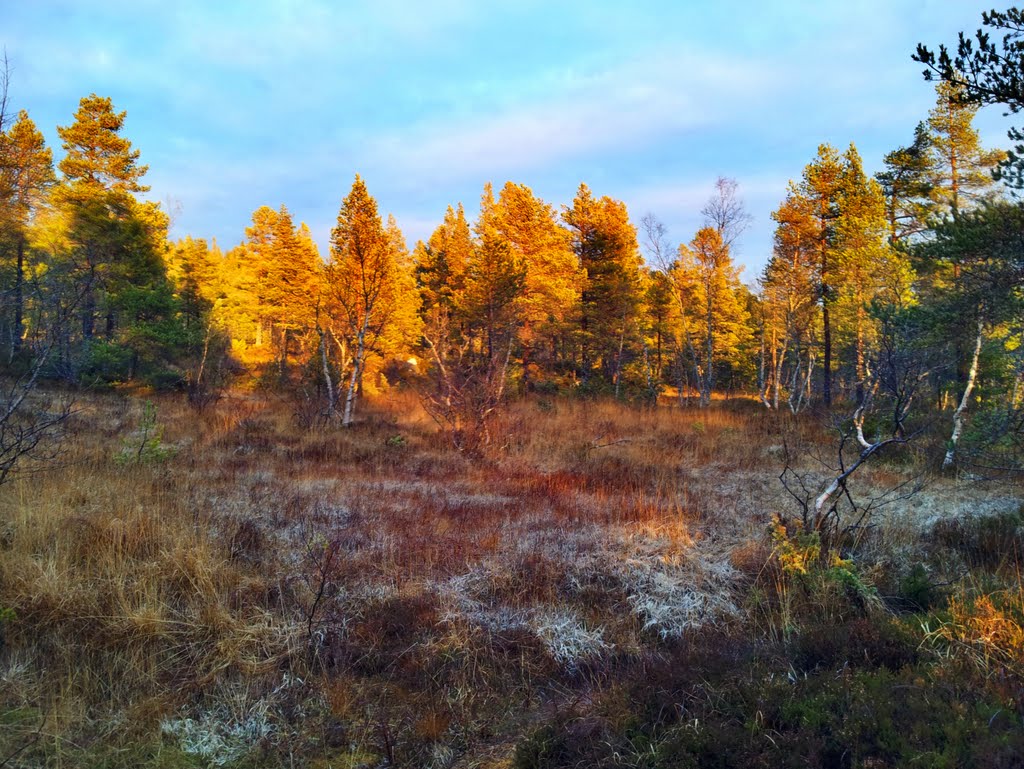 Molde marka