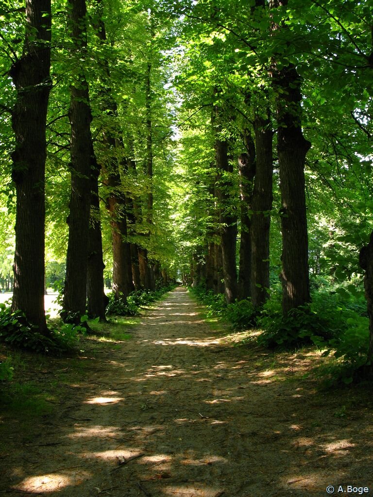 The alley at Gulskogen Manor