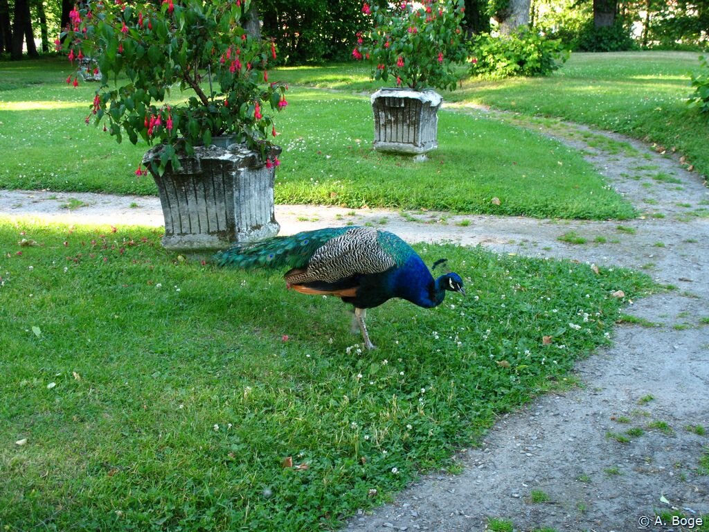 Peacock at Gulskogen Manor