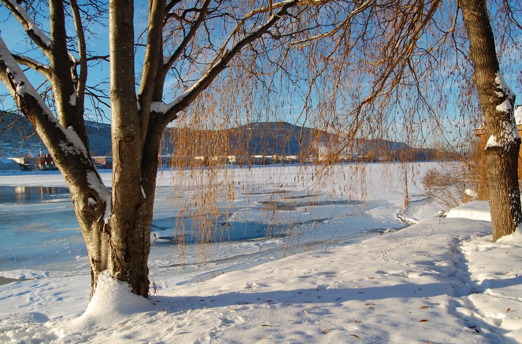Frozen Drammenselva through the trees