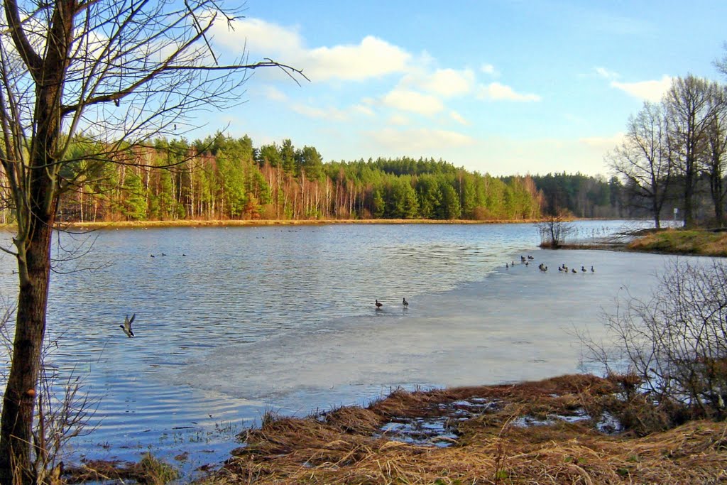 Żagań