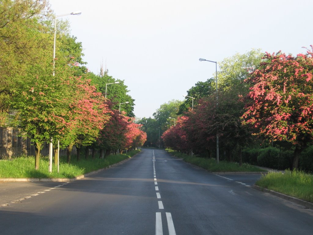 Street in flowers